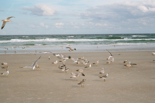 Seagulls